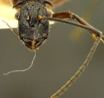 Media type: image; Entomology 21660   Aspect: head frontal view